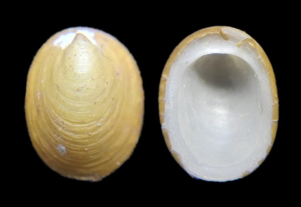 Lepetodrilidae