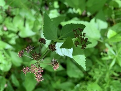 Thaspium trifoliatum trifoliatum