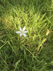 Ornithogalum umbellatum