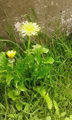 Taraxacum officinale image