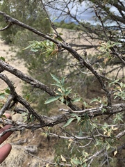 Berberis haematocarpa