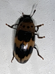 Ischyrus quadripunctatus