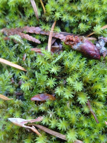 Codriophorus acicularis observed 2026-10-18