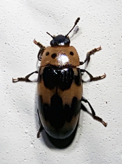 Ischyrus quadripunctatus