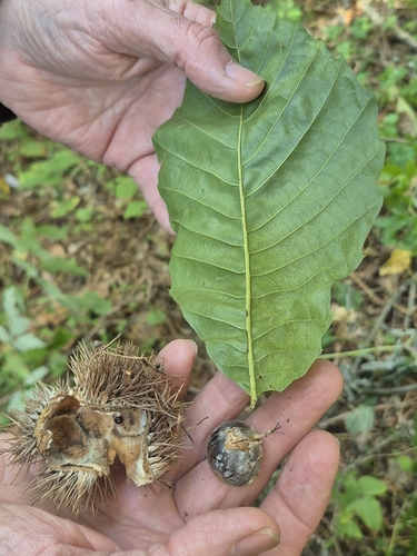 Castanea mollissima observed 2026-10-18