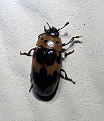 Ischyrus quadripunctatus