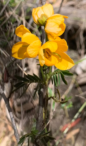 Senna barronfieldii observed 2026-10-17