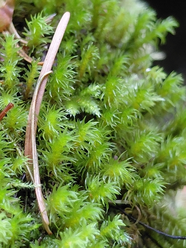 Codriophorus acicularis observed 2026-10-18