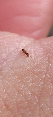 Cryptolestes