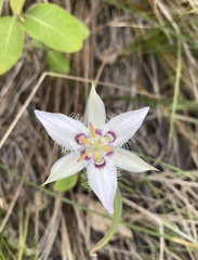 Calochortus lyallii