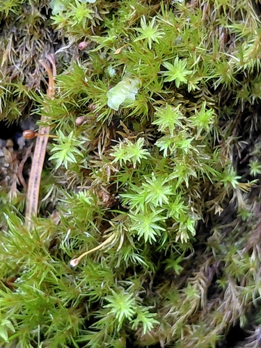 Dichodontium pellucidum observed 2026-10-18