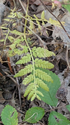 Botrypus virginianus observed 2026-10-18
