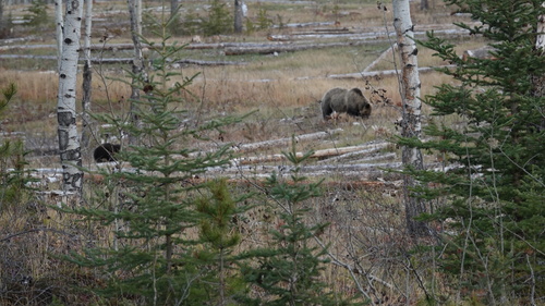 Grizzly Bear sighting near Division No. 15