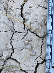 Perognathinae