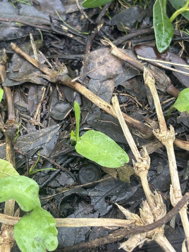 Ophioglossum petiolatum observed 2026-10-17
