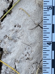 Perognathinae