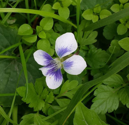 Viola sororia image