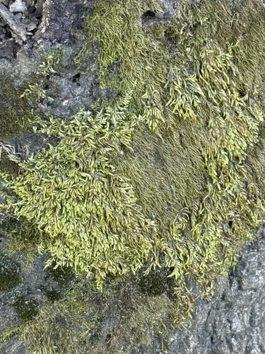 Entodon seductrix observed 2026-10-18