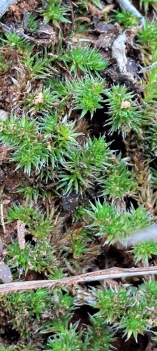 Peruvian Spikemoss