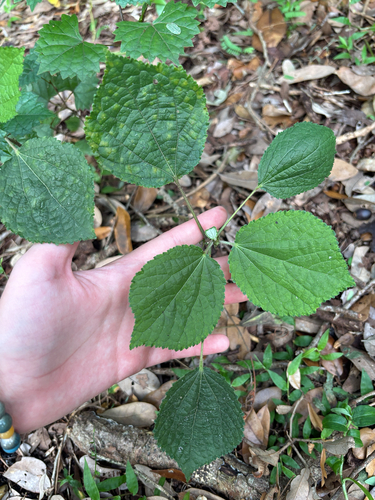 Triumfetta semitriloba observed 2026-10-18