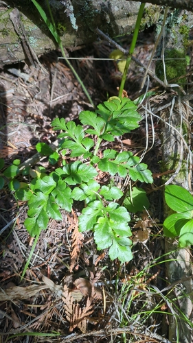 Rutaceae observed 2026-10-18