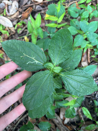 Synedrella nodiflora observed 2026-10-18