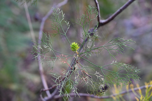 Petrophile pedunculata observed 2026-10-17