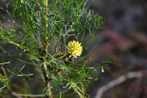 Petrophile pedunculata observed 2026-10-17