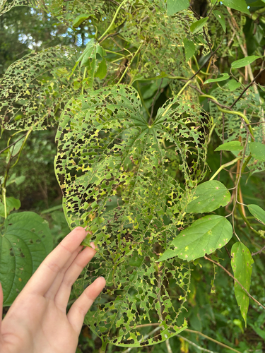 Lilioceris cheni, 2026-10-18