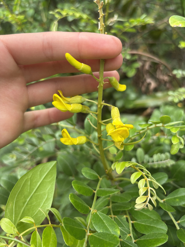 Sophora tomentosa observed 2026-10-18