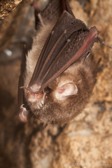 Aselliscus stoliczkanus