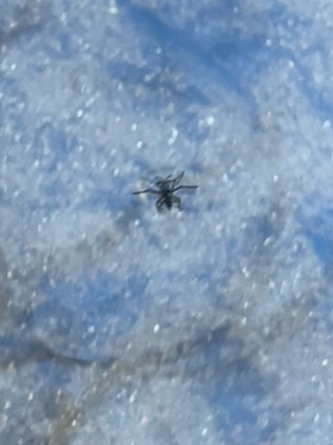 Rhagovelia observed 2026-10-18