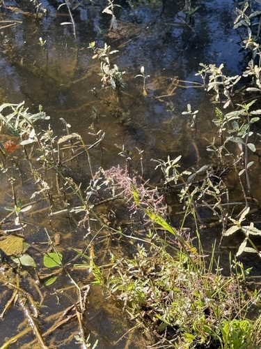 Coleataenia rigidula observed 2026-10-18