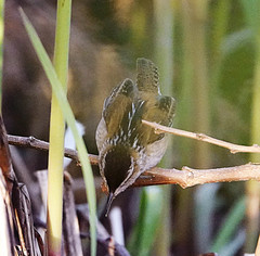 Cistothorus palustris
