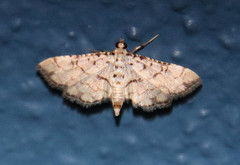 Hileithia rehamalis