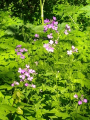 Lunaria