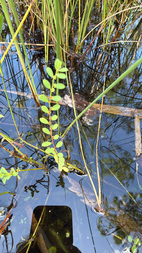 Phyllanthus caroliniensis observed 2026-10-18