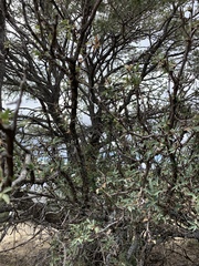 Berberis haematocarpa