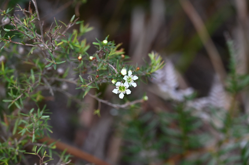 Leptospermum polygalifolium observed 2026-10-17
