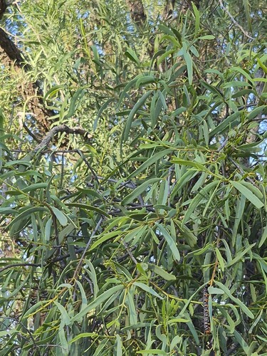 Amyema miraculosa, 2026-09-27