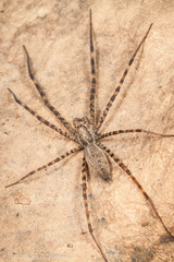 Psechrus