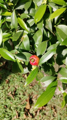 Eugenia involucrata observed 2026-10-18