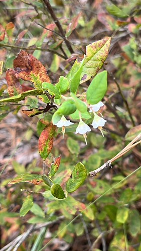 Vaccinium stamineum observed 2026-10-18