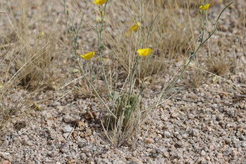 Eschscholzia androuxii (Eschscholzia androuxii)