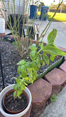 Ocimum basilicum observed 2026-10-18