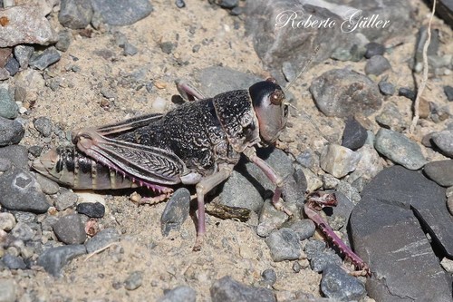 Bufonacris claraziana
