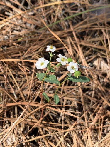 Euphorbia corollata, 2026-10-18