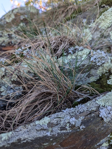 Festuca trachyphylla observed 2026-10-18