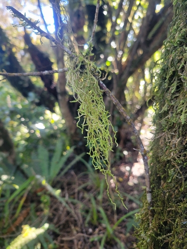 Weymouthia mollis observed 2026-10-18