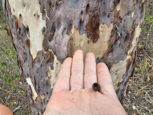 Corymbia citriodora observed 2026-10-15